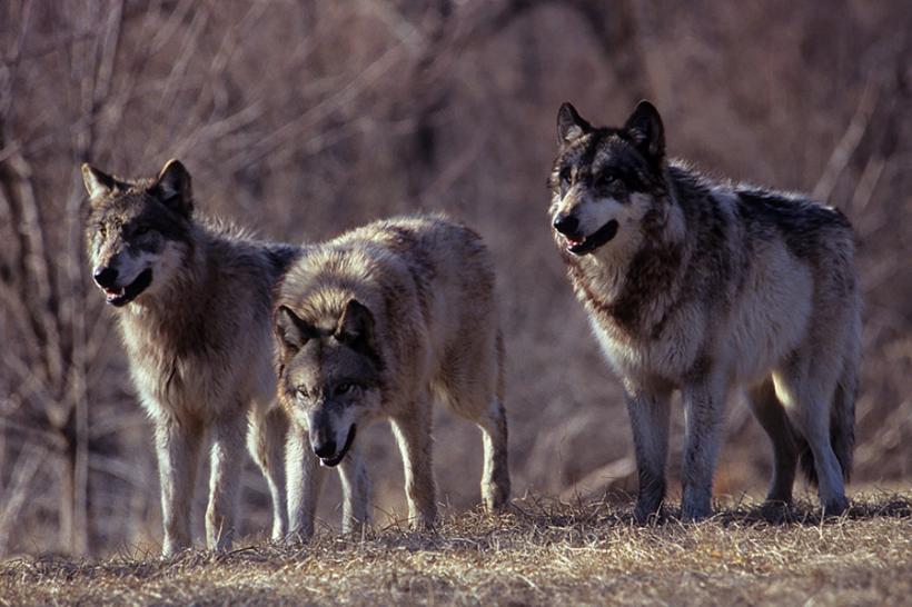 Patru lupi au intrat într-o gospodărie din Harghita