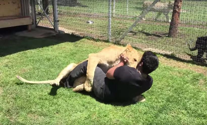 VIDEO: Ar fi putut să îl omoare, dar leoaica nu face decât să își demonstreze afecțiunea față de îngrijitor