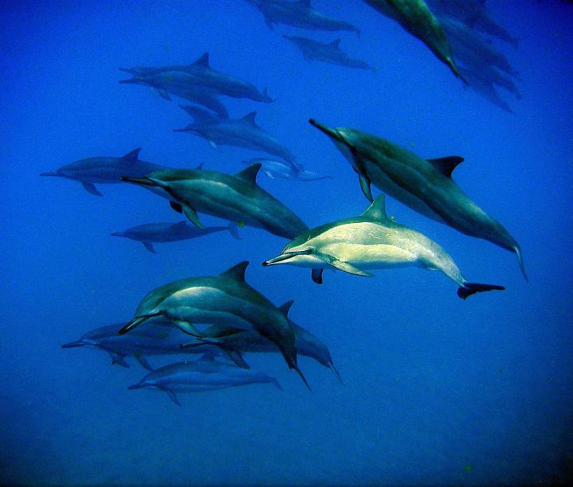 VIDEO - Sute de delfini au însoţit un grup de turişti 