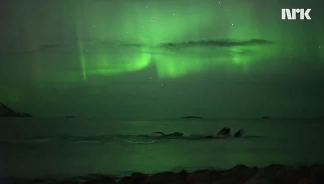 VIDEO - Spectacol fabulos oferit de natură, balene înotând în lumina aurorei boreale