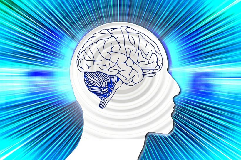 Nivelul de inteligenţă nu depinde atât de mărimea creierului, cât de modul în care este structurat acesta