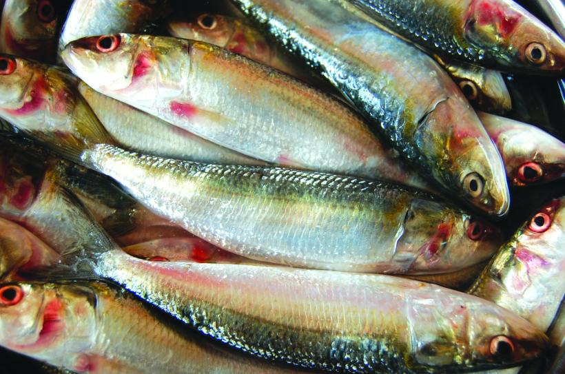 Sfatul medicului: Pește proaspăt sau la conservă? 