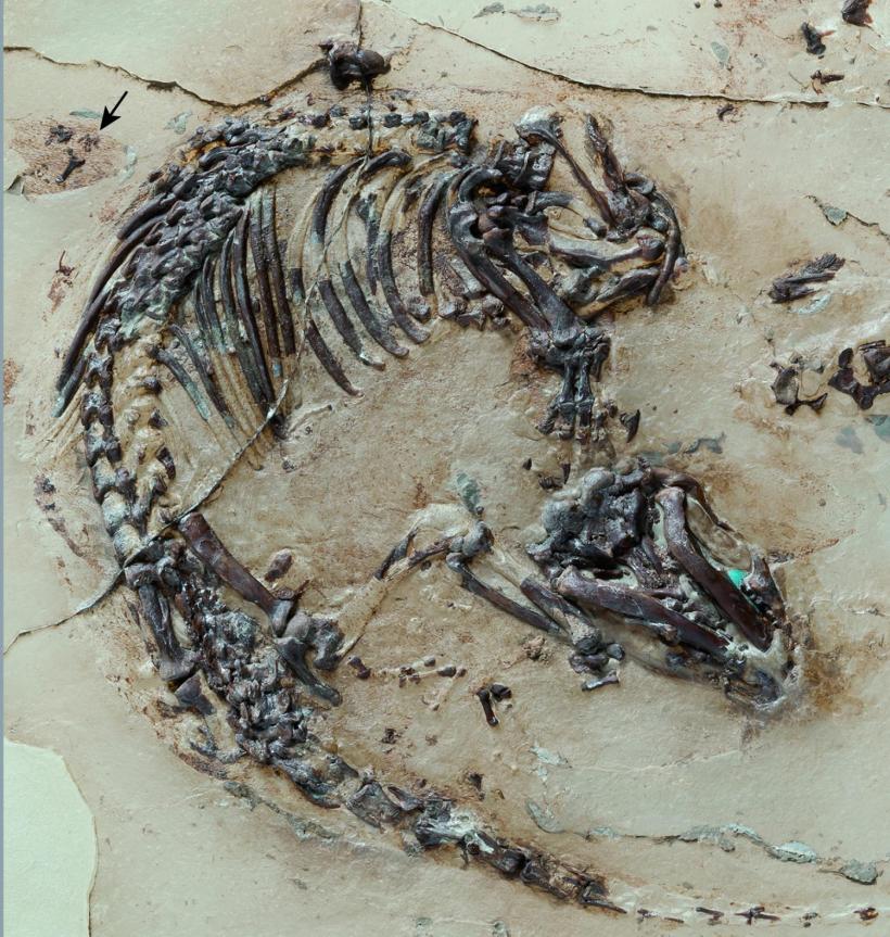 Fosila unui mamifer de acum 125 milioane de ani indică evoluţia timpurie a blănii şi a spinilor la animale