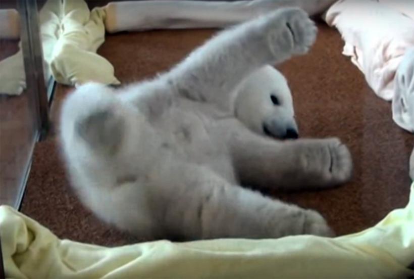 Video - Cum se chinuie un ursuleţ polar să adoarmă