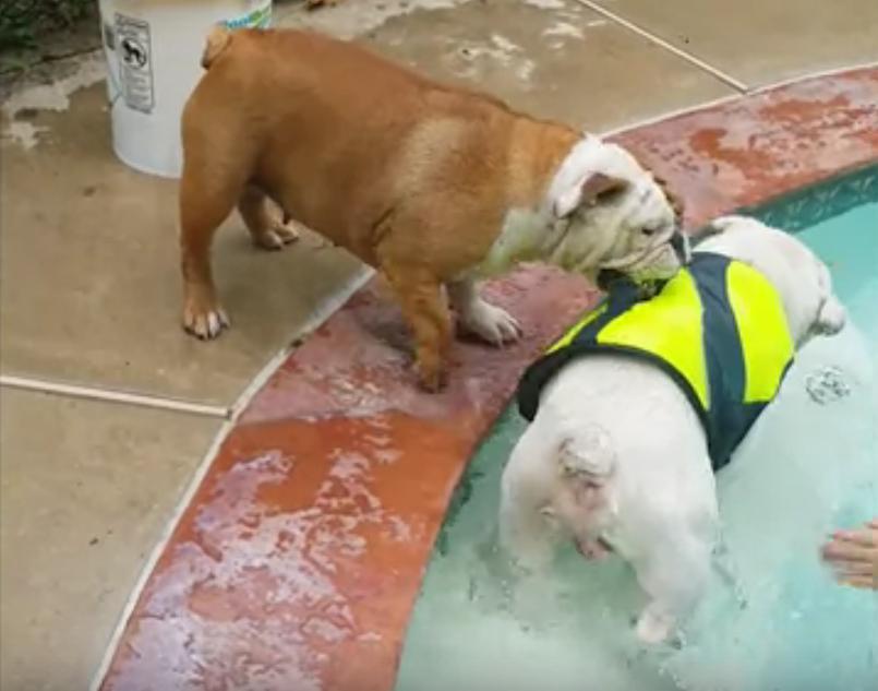 Video - Cum reacţionează un căţel când vede că sora lui vrea să intre în piscină
