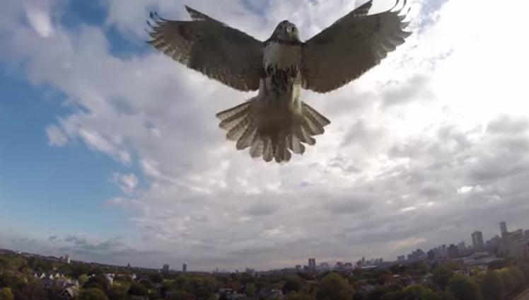 VIDEO - Confruntare violentă între un şoim şi o dronă. Cine câştigă