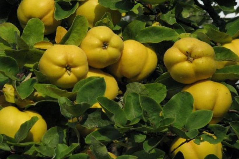 6 efecte uluitoare ale gutuilor asupra sănătății. Consumați cu încredere aceste fructe de sezon!