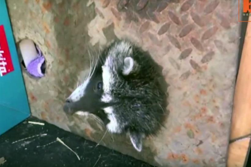 VIDEO - Ce a păţit un raton prea băgăreţ