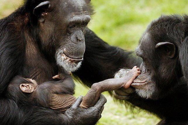 VIDEO - Cimpanzeii acordă îngrijiri deosebite puilor cu handicap