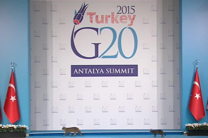 VIDEO - Trei pisici au reuşit să treacă de filtrele de securitate la summit-ul G20 