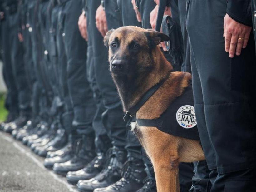 Câinele polițist Diesel, ucis în timpul operațiunii din cartierul parizian Saint Denis