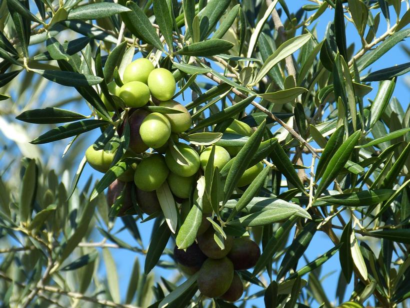 Beneficiile dietei mediteraneene. Ulei de măsline reduce riscul de cancer la sân cu 68%