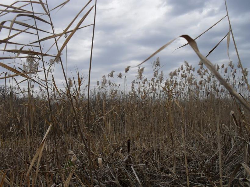 Delta de lângă Bucureşti, la Comana 18521160