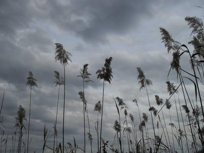 Delta de lângă Bucureşti, la Comana 18521161