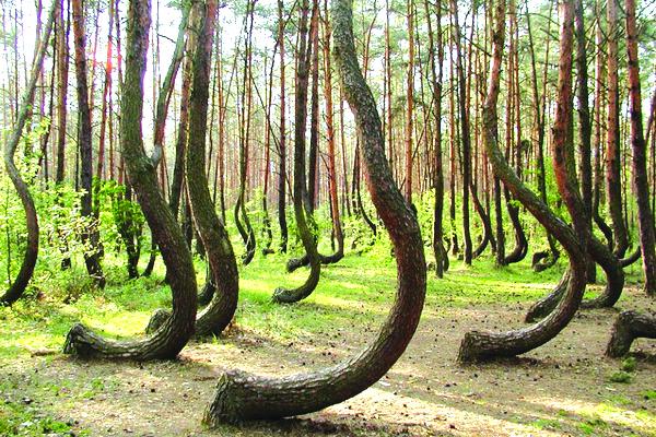 Turism paranormal în Pădurea Baciu