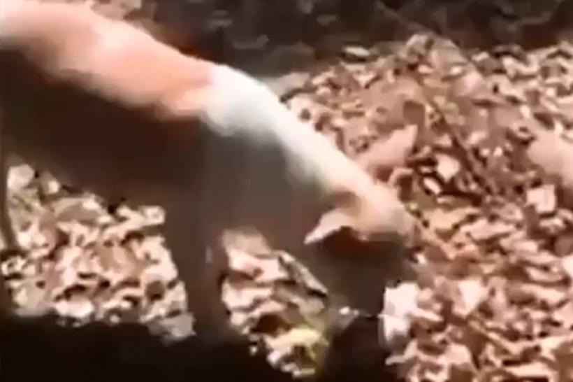 VIDEO - Gestul uimitor al unei căţele căreia i-a murit un pui