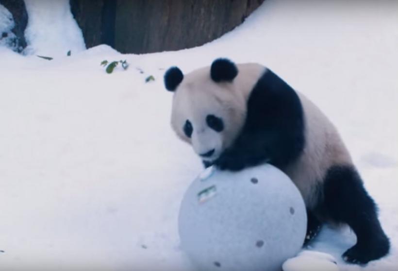 VIDEO: Urșii panda din San Diego se bucură de o zi de iarnă