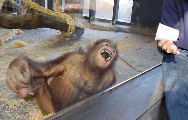 VIDEO - Cum reacţionează un orangutan după ce vede un simplu truc de magie
