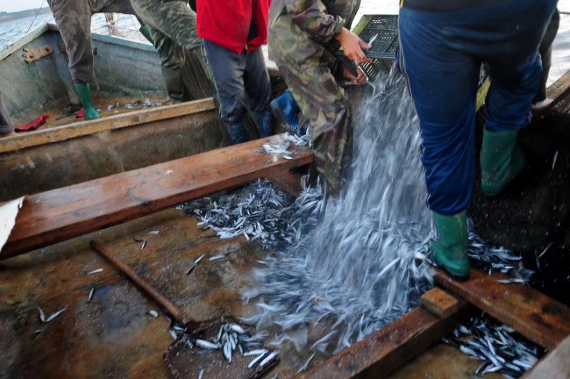 Pescarii din România riscă să rămână fără capturi de calcan şi rechin în Marea Neagră 