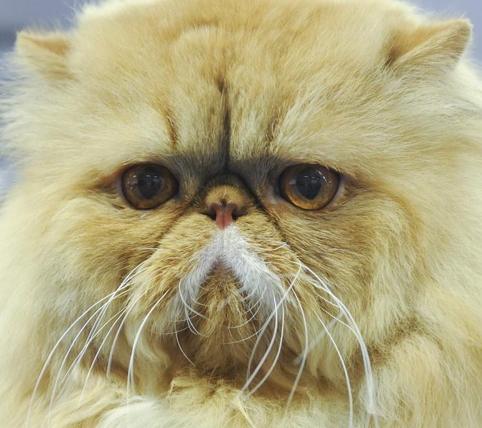 Imaginile zilei - 16 decembrie 2015 18523634