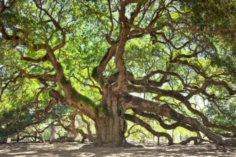 Cel mai bătrân stejar de pe planetă, o forță a naturii