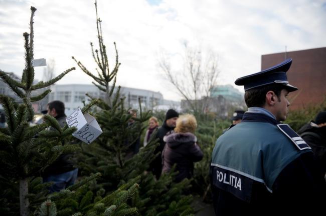 Pomi de Crăciun, confiscaţi de poliţişti din gări şi pieţe 