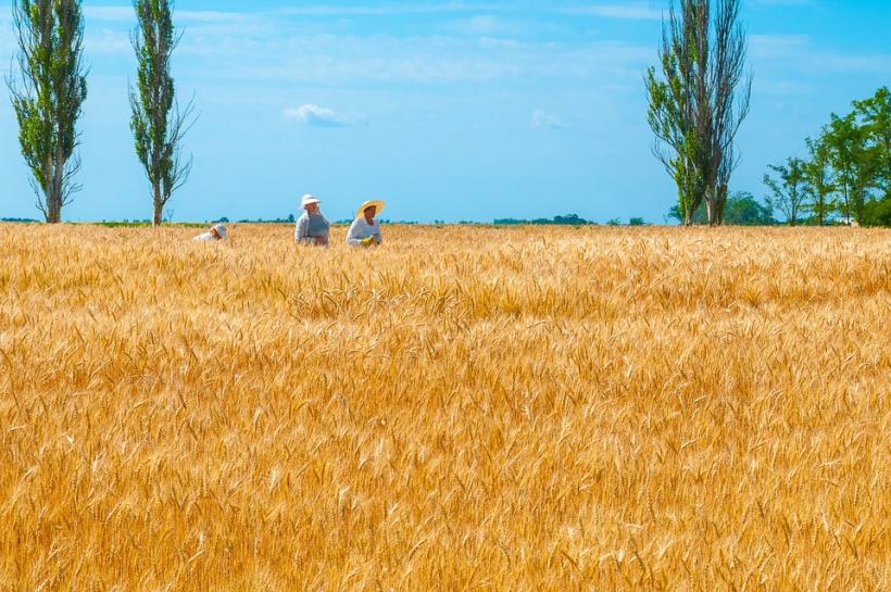 Producţia de grâu din România şi Franţa ar putea fi afectată de temperaturile ridicate din această iarnă 