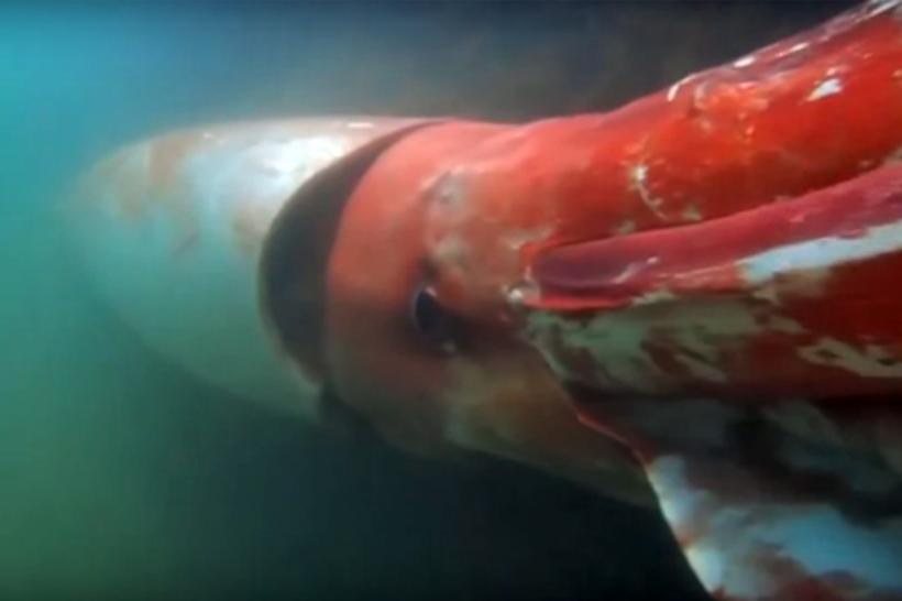 VIDEO - Un calamar gigantic şi-a făcut apariţia într-un port din Japonia