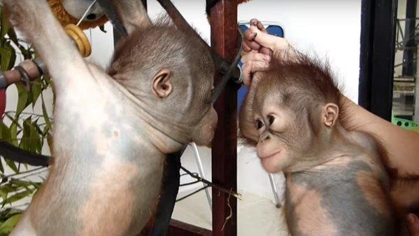 Video - Gito, un pui de urangutan abandonat, aproape mort, a descoperit o nouă viaţă într-un adăpost de animale 