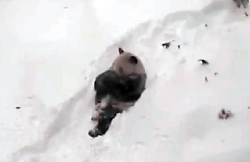 VIDEO - Probabil că el este singurul din SUA care se bucură de SNOWZILLA