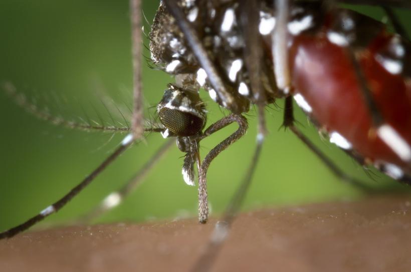 Două persoane contaminate cu virusul Zika au fost depistate în Elveţia 