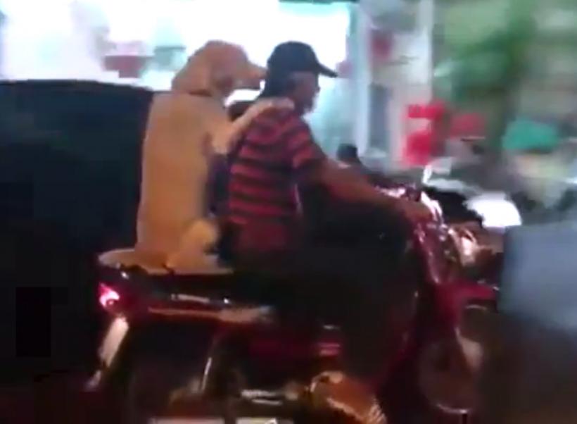 VIDEO VIRAL - Câine grijuliu, merge pe motocicletă şi ţine umbrela