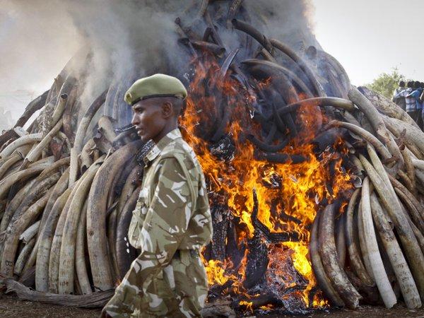 Numeroase celebrităţi, invitate să asiste la distrugerea 120 de tone de fildeş în Kenya 
