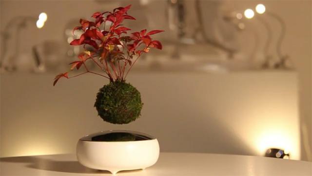 VIDEO - Un japonez creează bonsaii care levitează