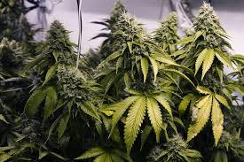 Cultură de cannabis, descoperită de DIICOT într-un imobil din Călăraşi