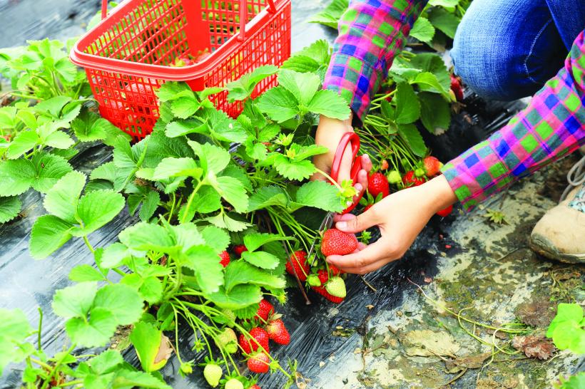 Ofertă: Sclavie cu contract pentru căpșunarii români