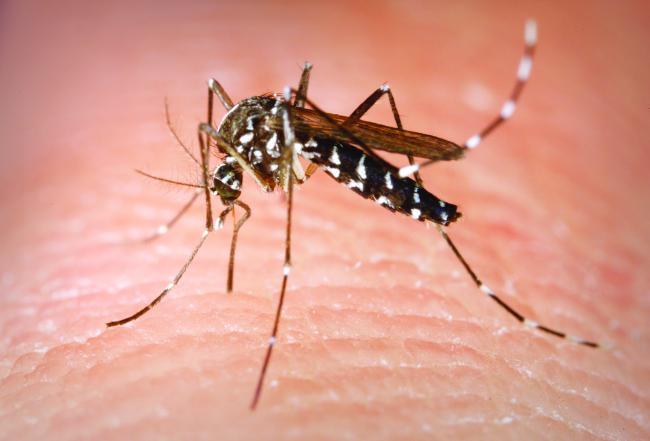 OMS: Riscul de intrare în Europa a virusului Zika e scăzut, pe timpul iernii 