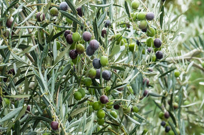 Garda financiară din Italia a confiscat 2.000 de tone de ulei de măsline