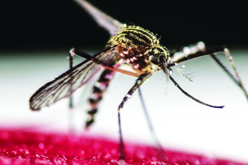 Virusul Zika se transmite și pe cale sexuală