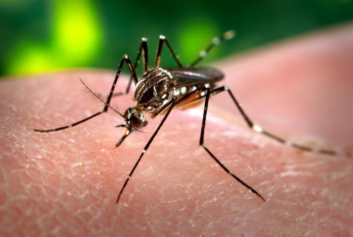 Primul caz de îmbolnăvire cu Zika, la o gravidă australiană