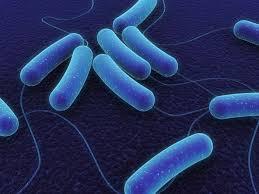 Ce este E.coli şi cum se poate preveni infecţia cu această bacterie