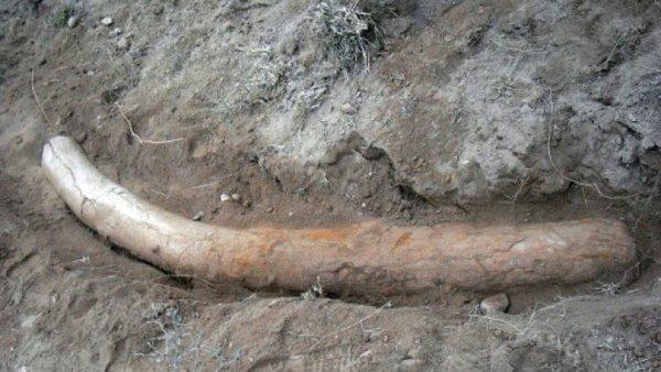 În Pakistan a fost descoperit un colţ de stegodon vechi de peste un milion de ani 