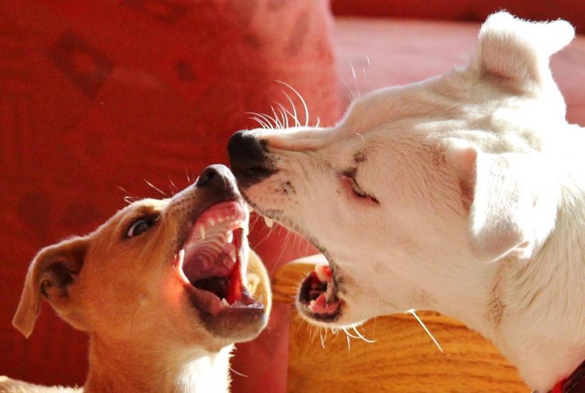 Un consilier municipal din Mediaş vrea reducerea la tăcere a câinilor. Ce spun veterinarii
