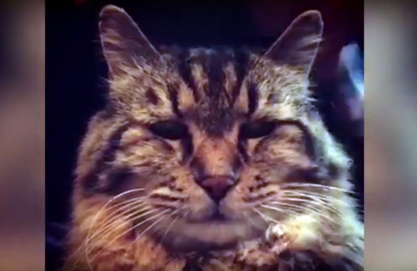 VIDEO - Câți ani a împlinit cea mai bătrână pisică din lume