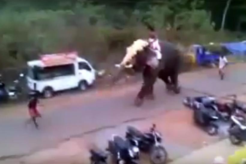 VIDEO - Un elefant furios a făcut praf mai multe vehicule, în sudul Indiei