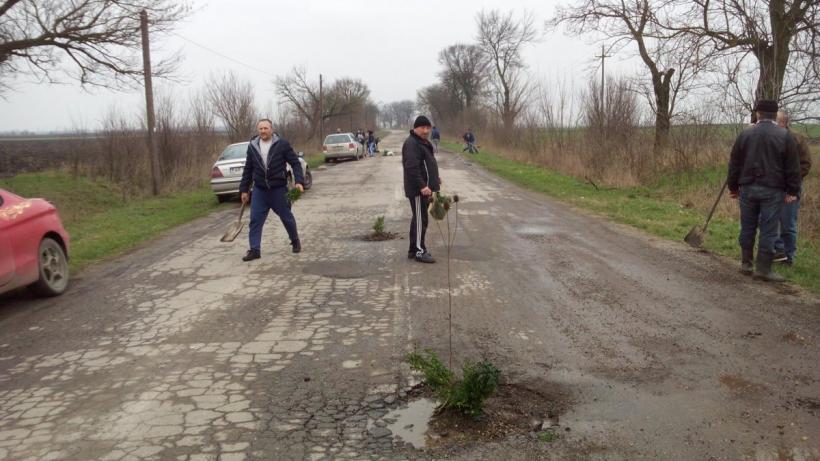 Mai mulți șoferi din județul Arad au transformat șoseaua DJ 709B în plantație