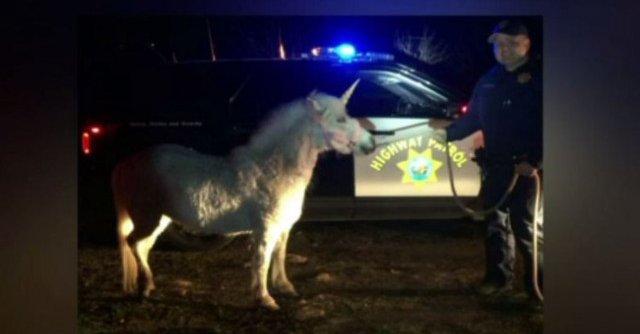 VIDEO - Un ”unicorn” a pus pe jar, mai multe ore, poliția din Fresno, California