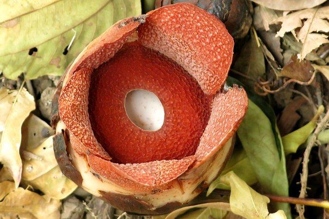 Cea mai mică floare din familia unei plante gigant parazite a fost descoperită în Filipine 
