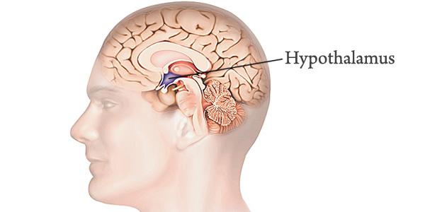 Treizeci de neuroni din hipotalamus ne ajută să suportăm durerile (studiu) 