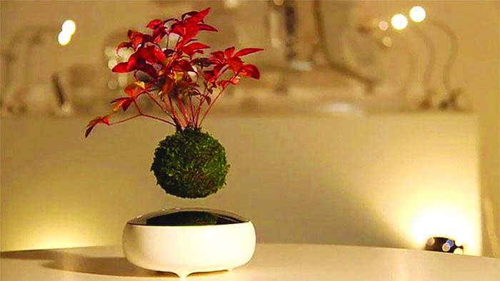 Bonsaiul plutitor, gadgetul pentru o viaţă “zen”